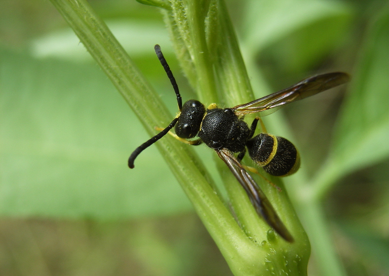 Solitäre Faltenwespe