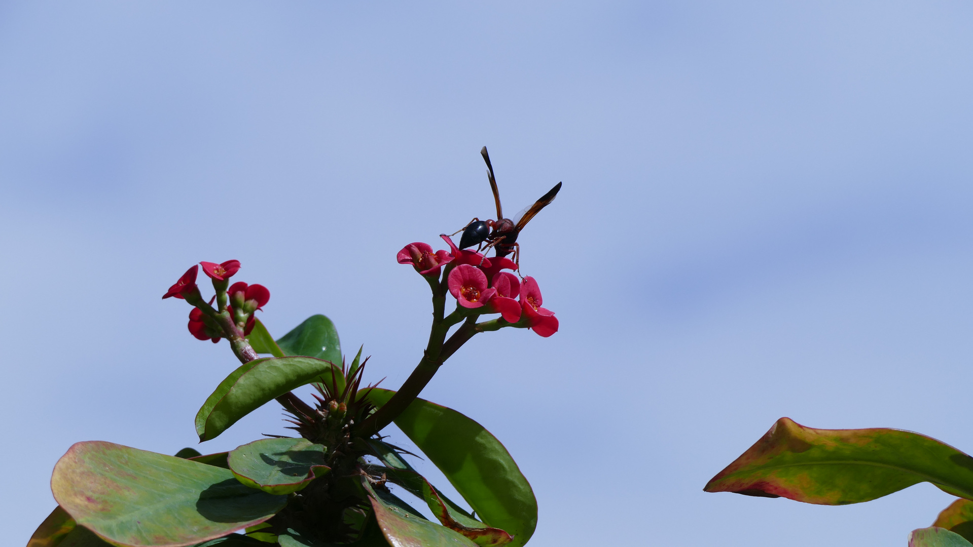 Solitäre Faltenwespe