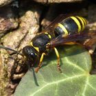 Solitäre Faltenwespe Ancistrocerus nigricornis