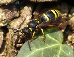 Solitäre Faltenwespe Ancistrocerus nigricornis