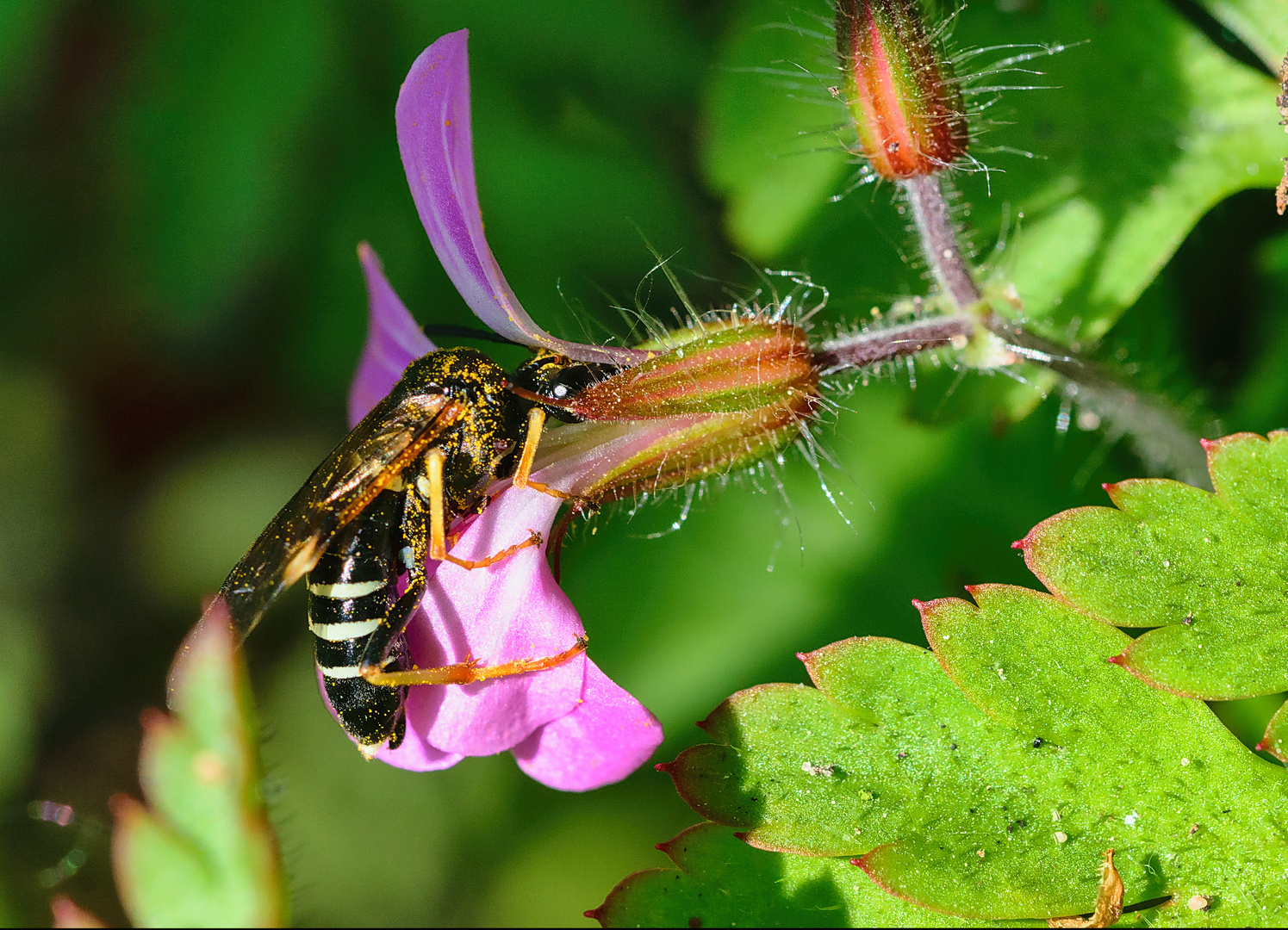 Solitäre Faltenwespe (Eumeninae), potter wasp