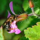 Solitäre Faltenwespe (Eumeninae), potter wasp