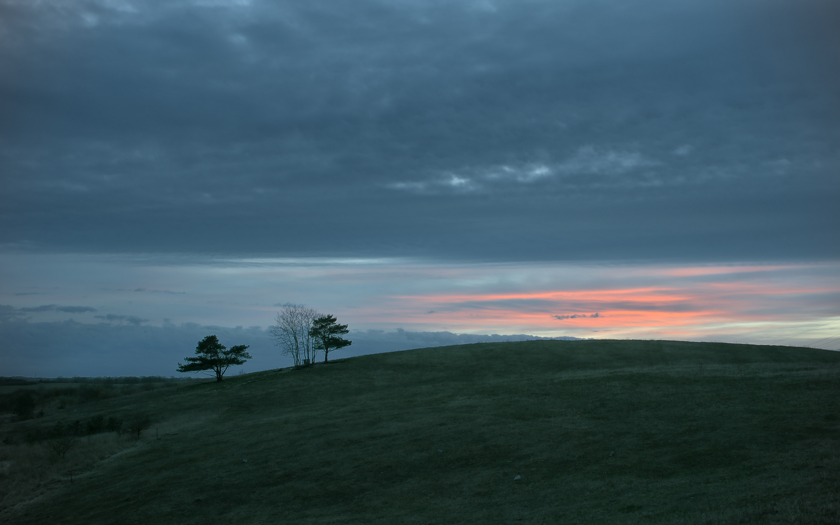 Solitäre Kiefern II