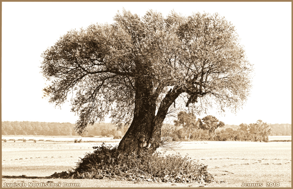 solitäre Weide in sepia