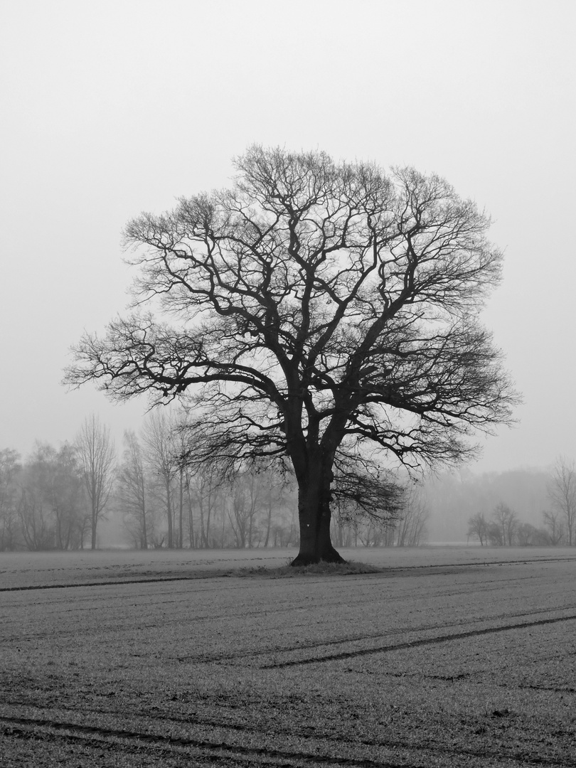 Solitäreiche