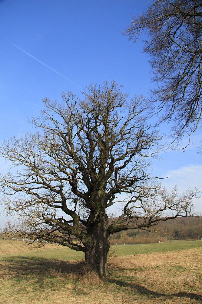 Solitäreiche