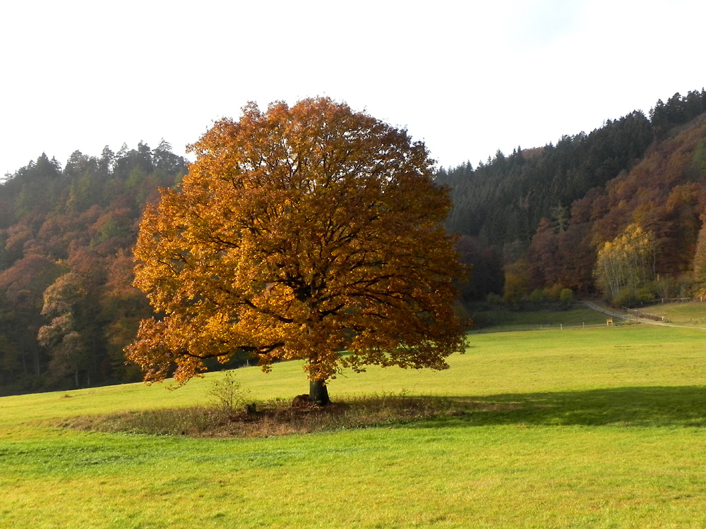 Solitäreiche im Herbstkleid