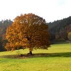 Solitäreiche im Herbstkleid