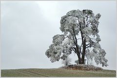 Solitärkiefer 2