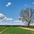 "Solitärsitzer"...oder .."Krähen-Späher"... 