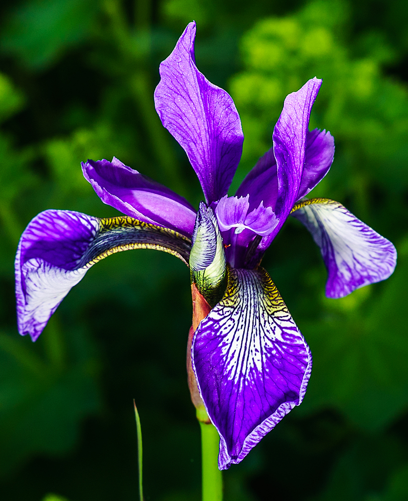 Blumen Solitaire Blumen Solitaire
