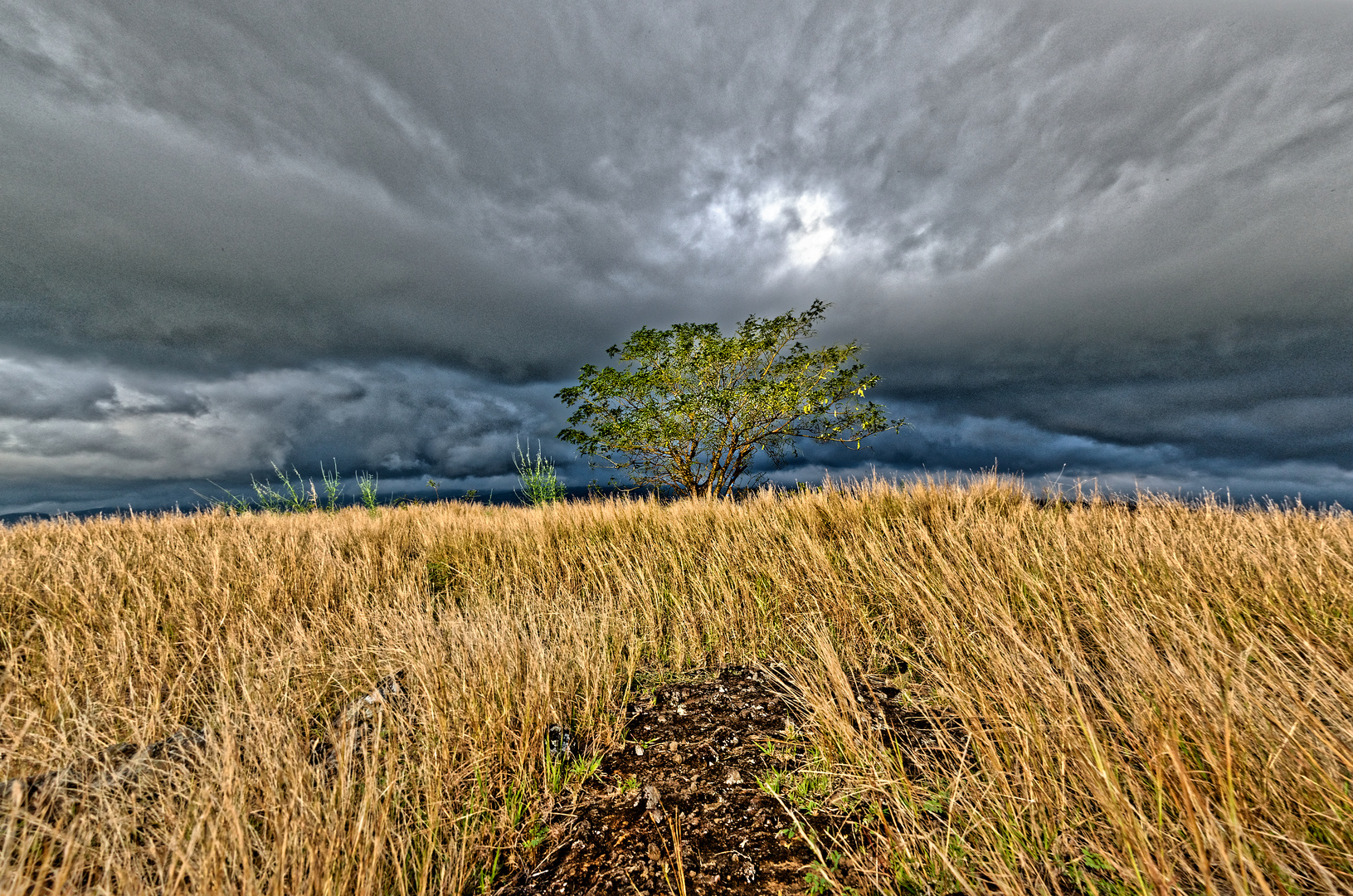 solitaire de la savane de l'ouest' version couleur)