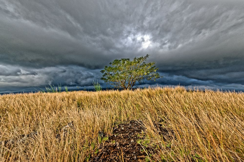 solitaire de la savane de l'ouest' version couleur)