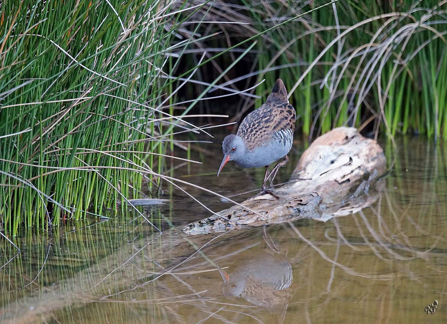 Solitaire et discret ... le râle d'eau