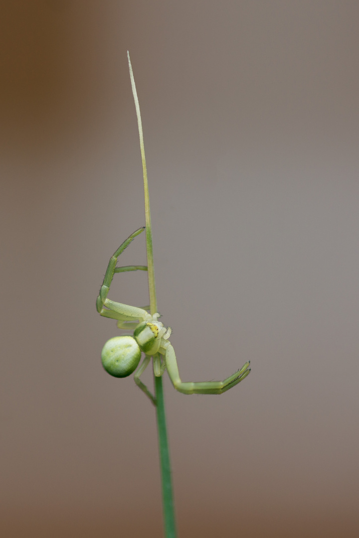 Solitaire Spider