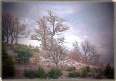 *solitaires dans la brume*