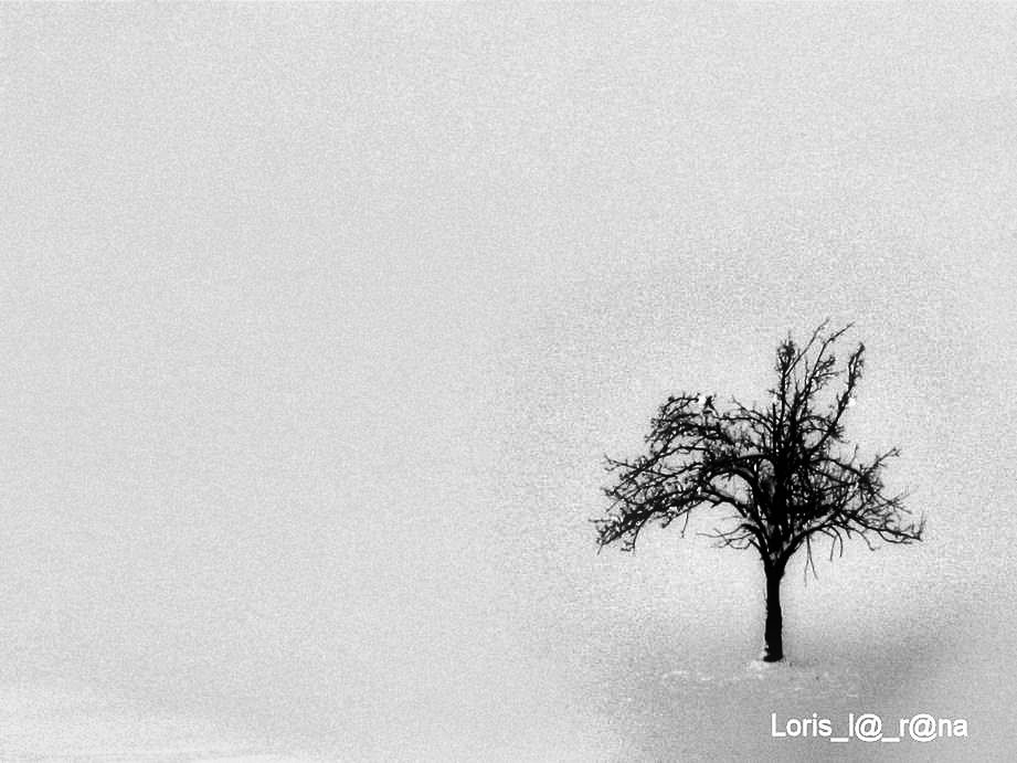 SOLITARI TREE