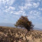 Solitario bajo el cielo