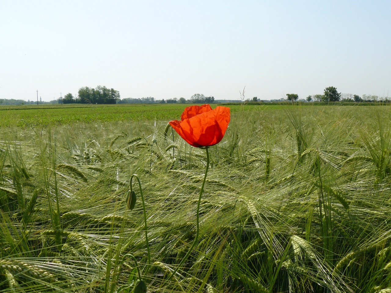 Solitario in un mare di verde