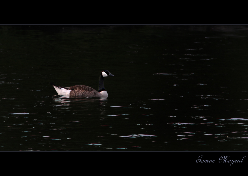 Solitario Negro