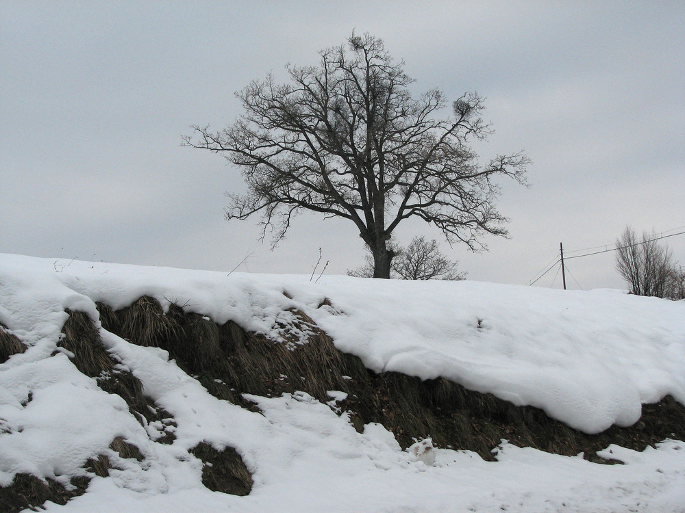 Solitario tra la neve