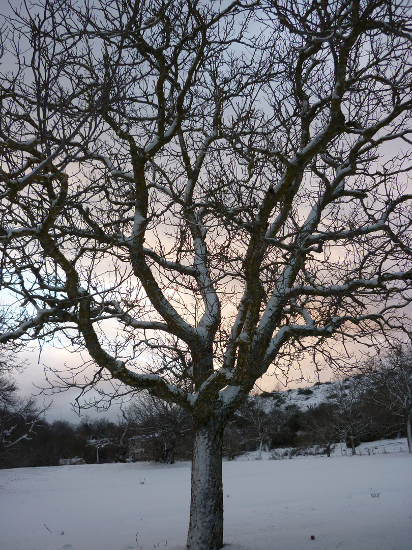 SOLITARIO TRA LA NEVE