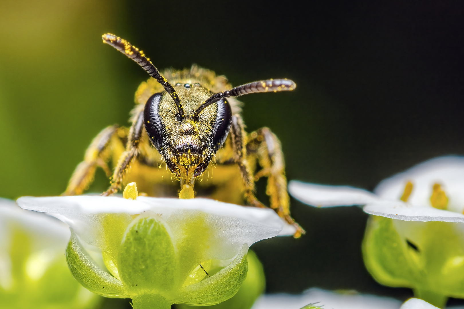 solitary bee at lunch