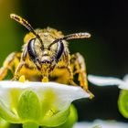 solitary bee at lunch