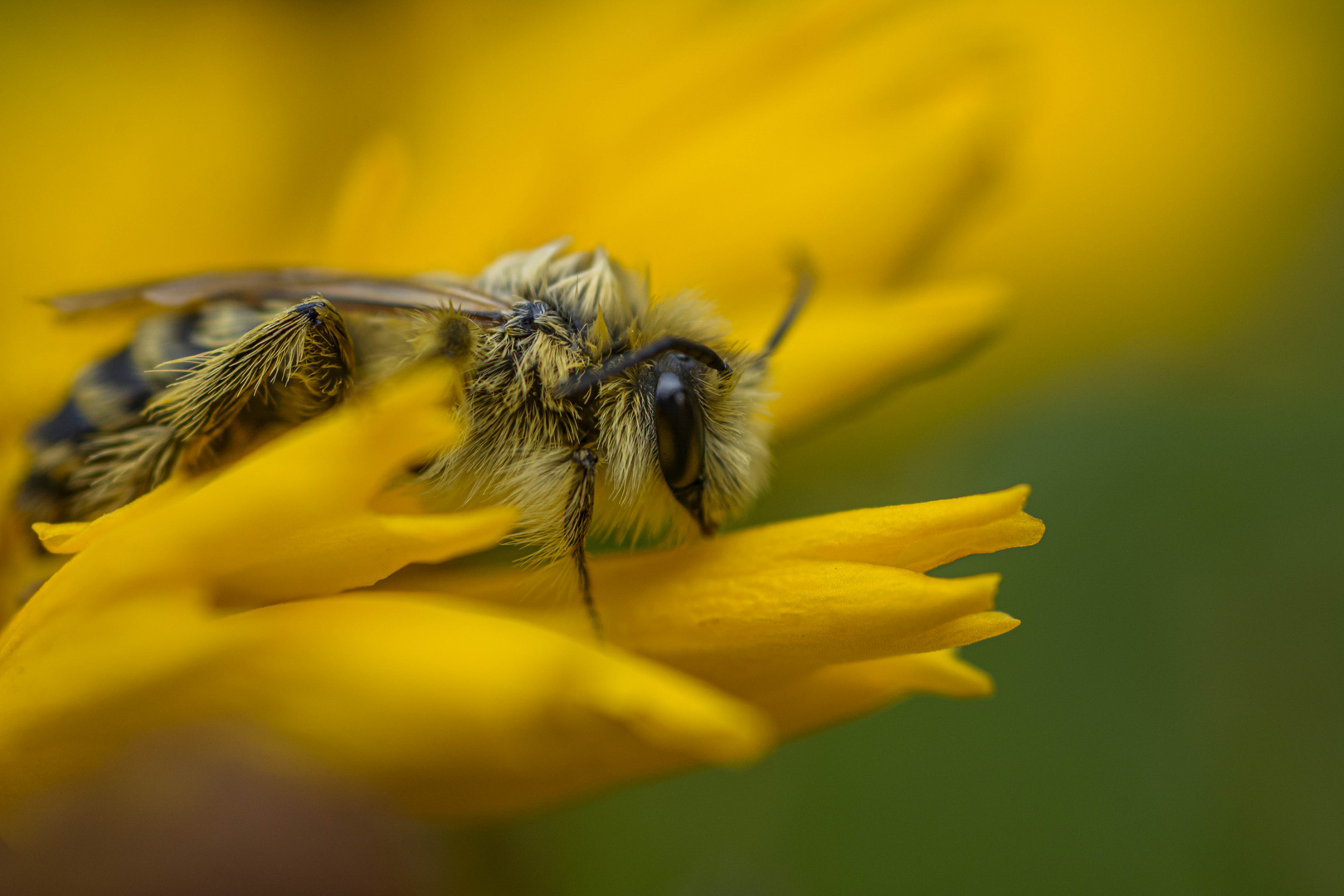 Solitary Bee or sandbee