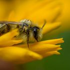 Solitary Bee or sandbee