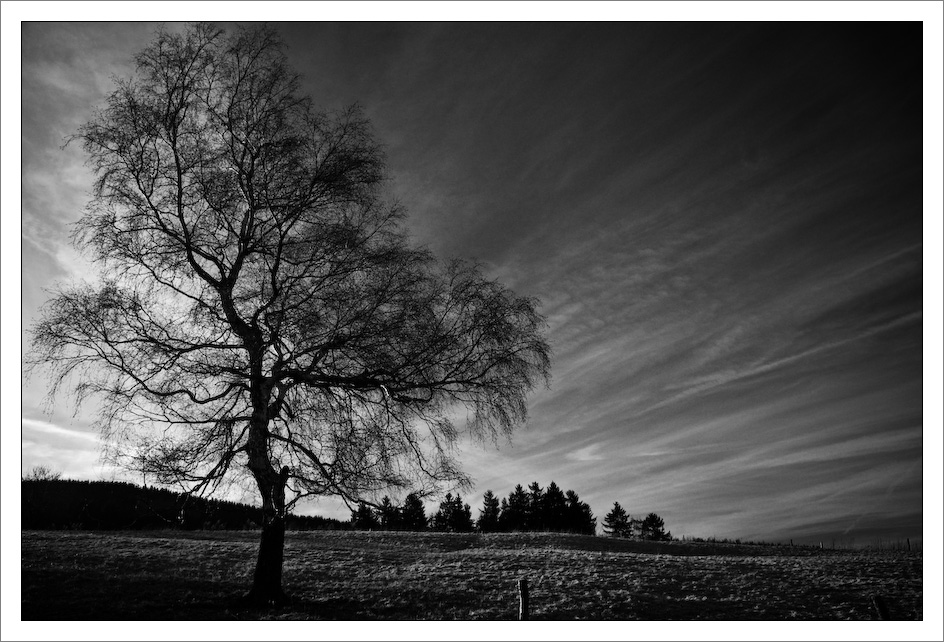 solitary birch