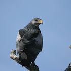 Solitary bird...Patagonia, Chile