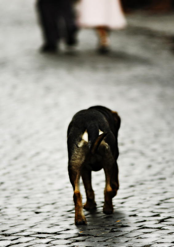 Solitary dog