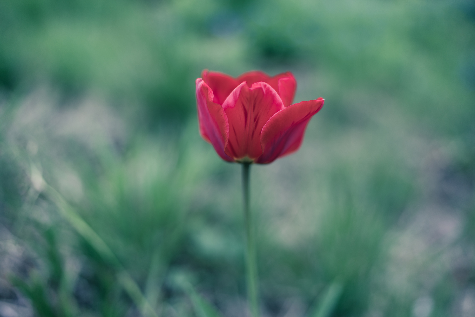 Solitary flower