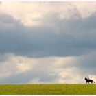 *** solitary horseman ***