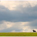 *** solitary horseman ***