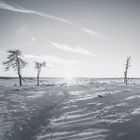 Solitary in desert - half Pano