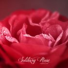 Solitary Rose