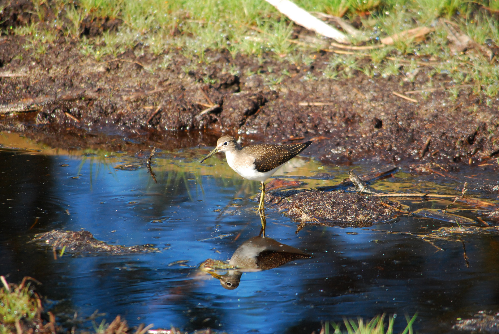 Solitary Sandpiper