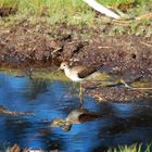 Solitary Sandpiper