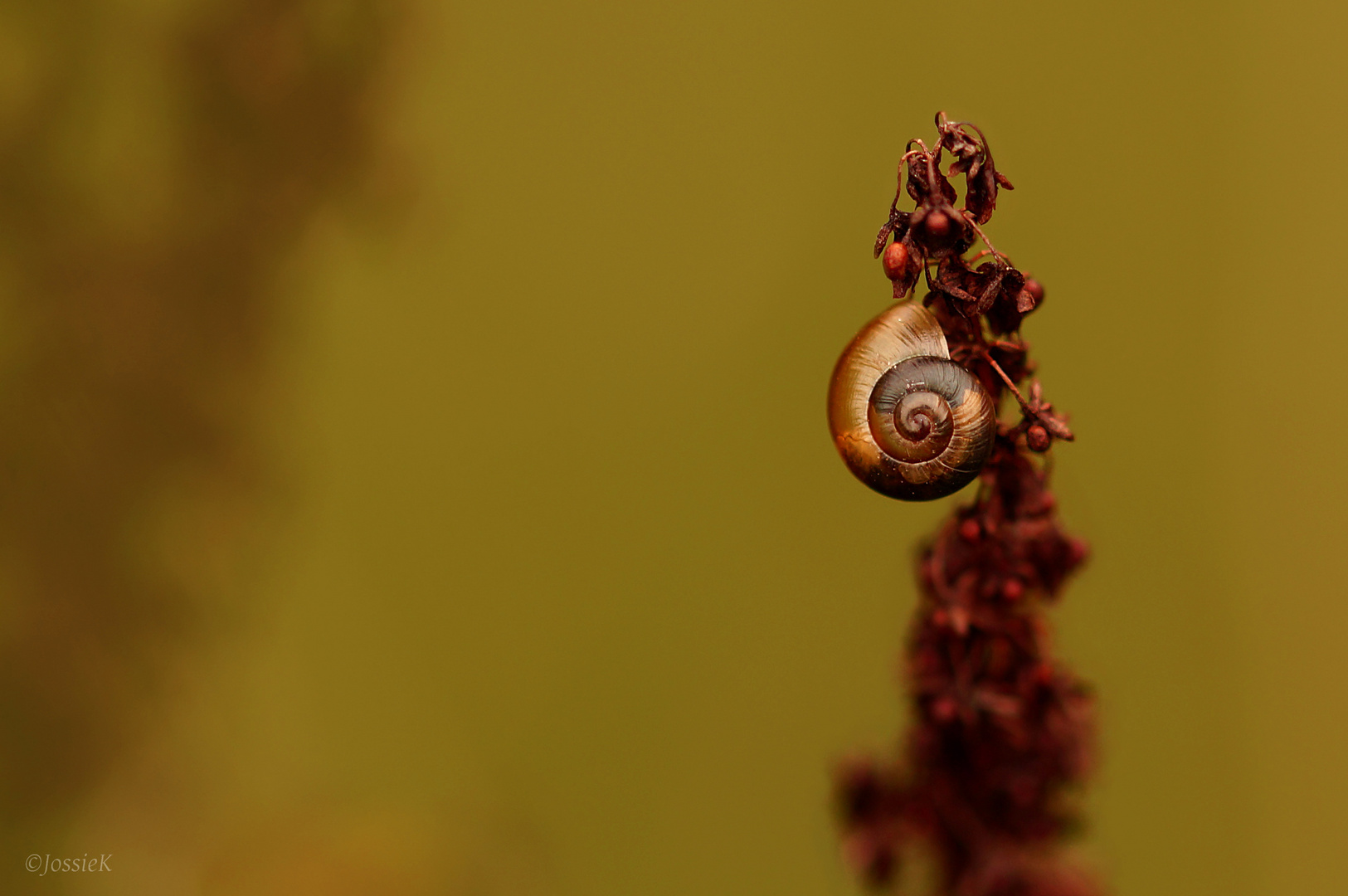 Solitary snail