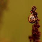 Solitary snail