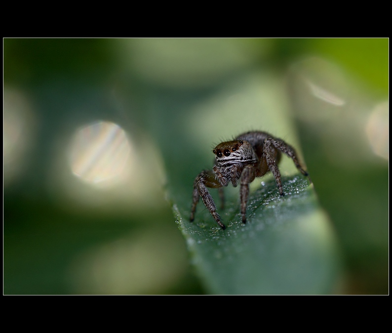 Solitary spider