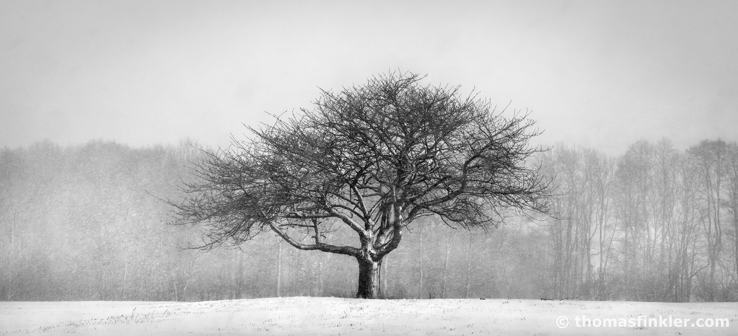 SOLITARY TREE [01|BW]