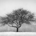 SOLITARY TREE [01|BW]