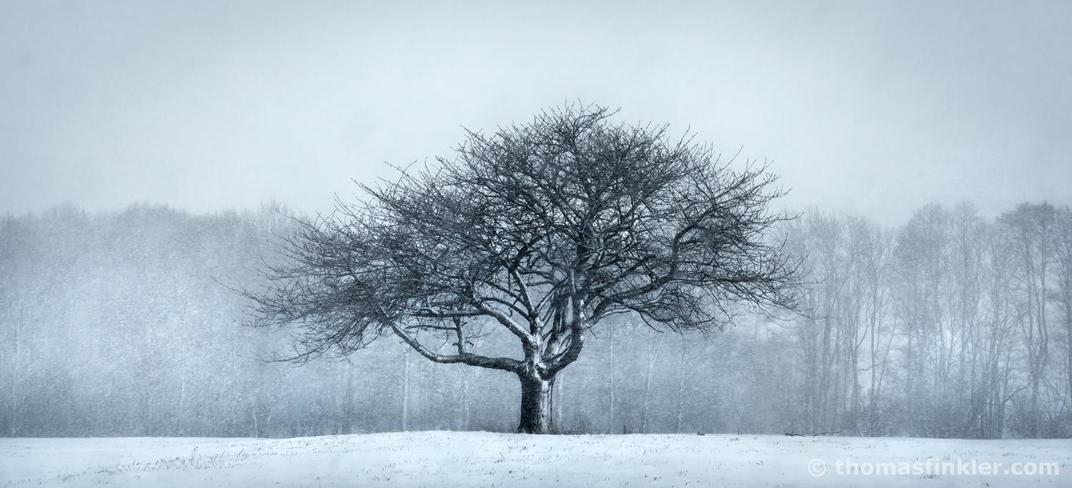 SOLITARY TREE [01|COLOR]