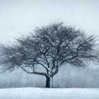 SOLITARY TREE [01|COLOR]