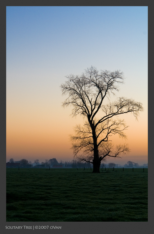 Solitary Tree