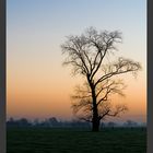 Solitary Tree