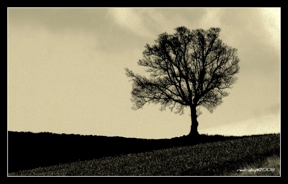 solitary tree